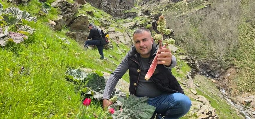 Kilosuı 37 manatdan 10 AZN-ə düşdü: Sübh tezdən dağdan yığılır - FOTO