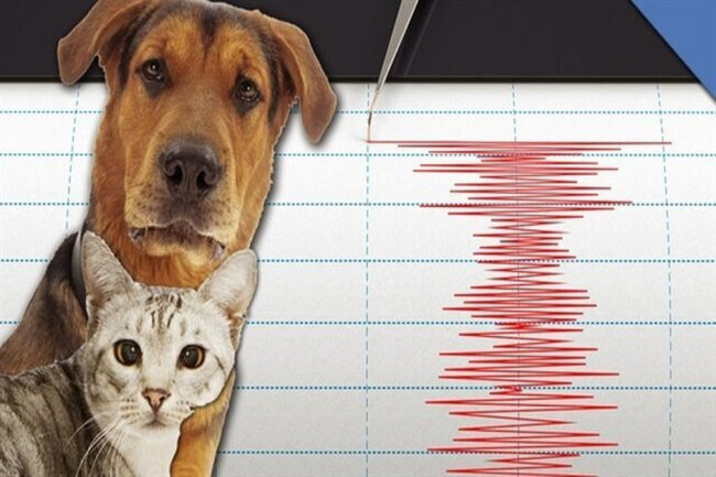 Heyvanlar zəlzələ olacağını bu əlamətlərlə çatdırırlar - Dövrə vurur...