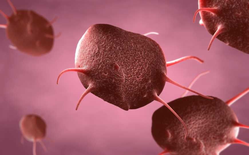 Qaraciyəri məhv edən Sirkovirus tapıldı - Hepatitdən də təhlükəlidir