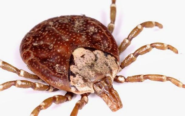 Dünyada yeni virus yayılır?