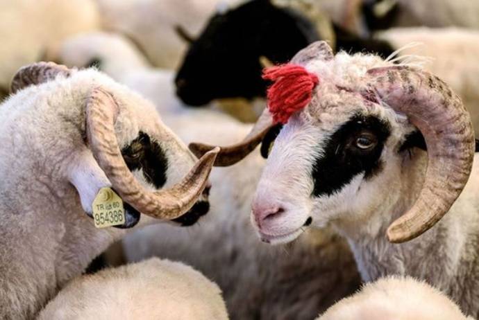 "Krediti və borcu olanlar qurban kəsə bilməz" - AÇIQLAMA