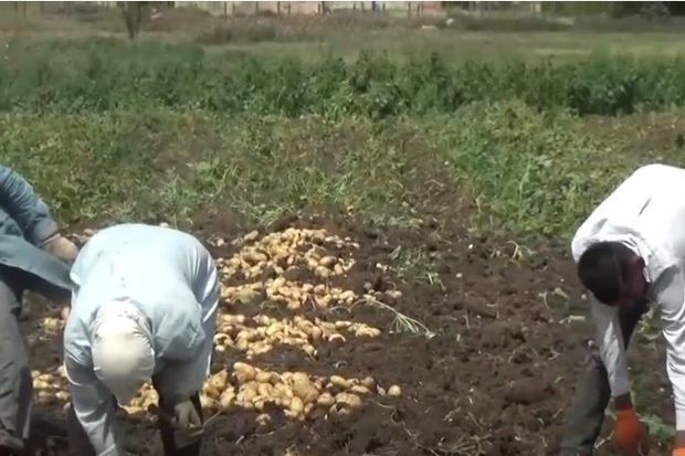 Masallı və Cəlilabadda fermerlər iflas həddində: “Camaat əkindən imtina edəcək” - VİDEO