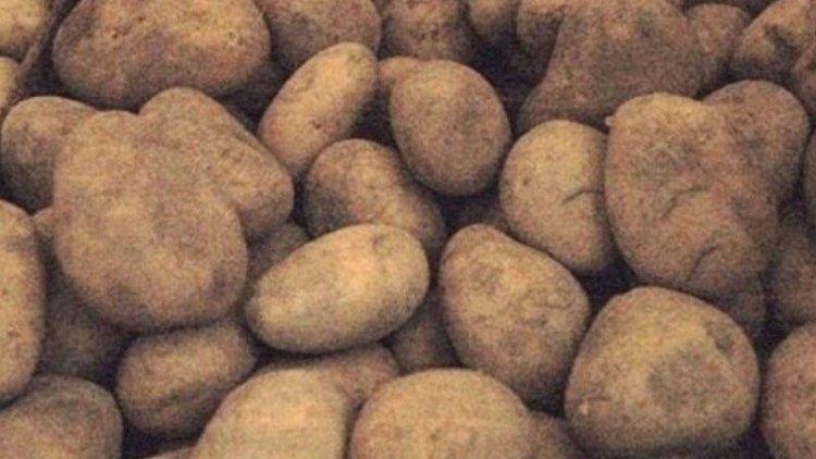 İranın kartofu da zay çıxdı - 24 ton məhv edildi 